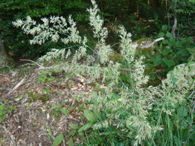 Inflorescence en panicule toujours dressée, très fournie et à la couleur variable blanchâtre, violacée voire verdâtre. Agrandir dans une nouvelle fenêtre (ou onglet)