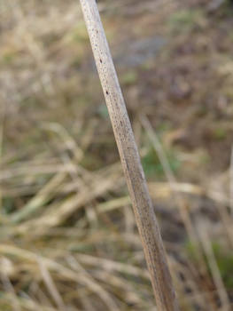 Tige ronde et robuste. Agrandir dans une nouvelle fenêtre (ou onglet)