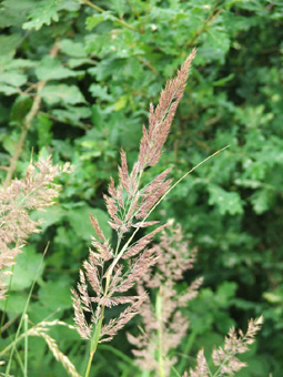 Inflorescence en panicule toujours dressée, très fournie et à la couleur variable blanchâtre, violacée voire verdâtre. Agrandir dans une nouvelle fenêtre (ou onglet)