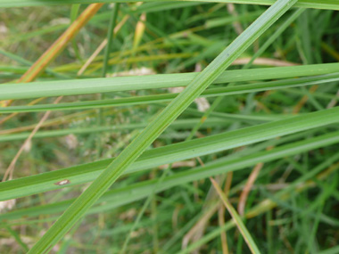 Longues feuilles dressées, assez larges pour des laîches (5 à 15 mm). Agrandir dans une nouvelle fenêtre (ou onglet)