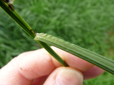 Longues feuilles dressées, assez larges pour des laîches (5 à 15 mm). Agrandir dans une nouvelle fenêtre (ou onglet)