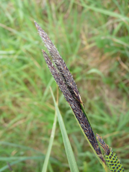 3 à 6 épis mâles bruns foncé et de 2 à 5 cm de longueur. Agrandir dans une nouvelle fenêtre (ou onglet)