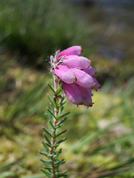 Fleurs en ombelles groupées en bouquets de 5 à 12 unités au sommet de la tige et dirigés vers le sol. Elles sont rose délavé et ressemblent à des grelots. Agrandir dans une nouvelle fenêtre (ou onglet)