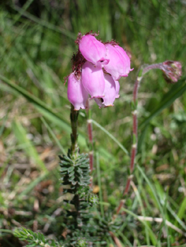 Fleurs en ombelles groupées en bouquets de 5 à 12 unités au sommet de la tige et dirigés vers le sol. Elles sont rose délavé et ressemblent à des grelots. Agrandir dans une nouvelle fenêtre (ou onglet)