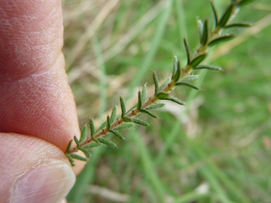 Tige dressée portant des feuilles étroites et composées de petites aiguilles verticillées par 4, leur face inférieure étant blanchâtre. Agrandir dans une nouvelle fenêtre (ou onglet)