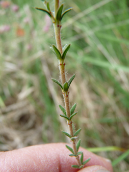 Tige dressée portant des feuilles étroites et composées de petites aiguilles verticillées par 4, leur face inférieure étant blanchâtre. Agrandir dans une nouvelle fenêtre (ou onglet)