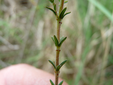 Tige dressée portant des feuilles étroites et composées de petites aiguilles verticillées par 4, leur face inférieure étant blanchâtre. Agrandir dans une nouvelle fenêtre (ou onglet)