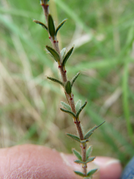 Tige dressée portant des feuilles étroites et composées de petites aiguilles verticillées par 4, leur face inférieure étant blanchâtre. Agrandir dans une nouvelle fenêtre (ou onglet)