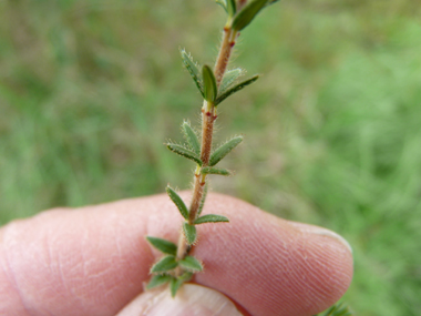 Tige dressée portant des feuilles étroites et composées de petites aiguilles verticillées par 4, leur face inférieure étant blanchâtre. Agrandir dans une nouvelle fenêtre (ou onglet)