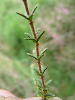 Tige dressée portant des feuilles étroites et composées de petites aiguilles verticillées par 4, leur face inférieure étant blanchâtre. Agrandir dans une nouvelle fenêtre (ou onglet)