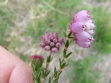 Les fleurs à 3 stades d'avancement. Agrandir dans une nouvelle fenêtre (ou onglet)