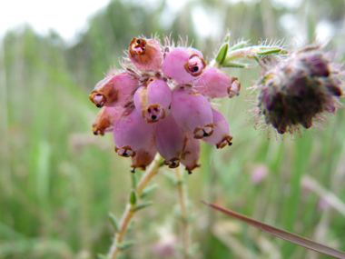 Fleurs en ombelles groupées en bouquets de 5 à 12 unités au sommet de la tige et dirigés vers le sol. Elles sont rose délavé et ressemblent à des grelots. Agrandir dans une nouvelle fenêtre (ou onglet)