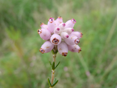 Fleurs en ombelles groupées en bouquets de 5 à 12 unités au sommet de la tige et dirigés vers le sol. Elles sont rose délavé et ressemblent à des grelots. Agrandir dans une nouvelle fenêtre (ou onglet)