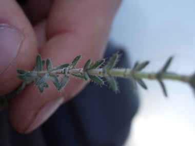 Feuilles étroites et composées de petites aiguilles verticillées par 4, leur face inférieure étant blanchâtre. Agrandir dans une nouvelle fenêtre (ou onglet)