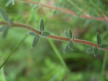 Feuilles étroites et composées de petites aiguilles verticillées par 4, leur face inférieure étant blanchâtre. Agrandir dans une nouvelle fenêtre (ou onglet)