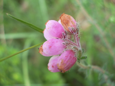 Fleurs en ombelles groupées en bouquets de 5 à 12 unités au sommet de la tige et dirigés vers le sol. Elles sont rose délavé et ressemblent à des grelots. Agrandir dans une nouvelle fenêtre (ou onglet)