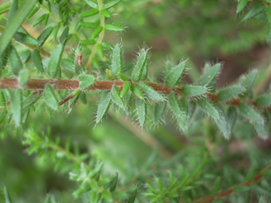 Feuilles étroites et composées de petites aiguilles verticillées par 4, leur face inférieure étant blanchâtre. Agrandir dans une nouvelle fenêtre (ou onglet)