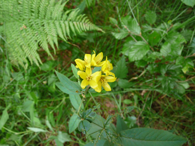 Fleurs jaune vif regroupées en panicule présentant quelques feuilles à la base. Agrandir dans une nouvelle fenêtre (ou onglet)