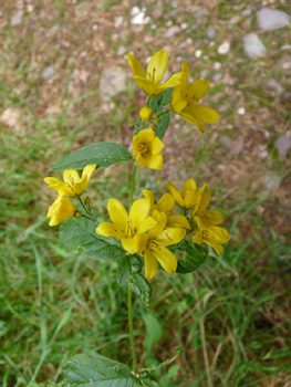 Fleurs jaune vif regroupées en panicule présentant quelques feuilles à la base. Agrandir dans une nouvelle fenêtre (ou onglet)