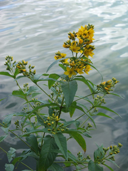 Fleurs jaune vif regroupées en panicule présentant quelques feuilles à la base. Agrandir dans une nouvelle fenêtre (ou onglet)