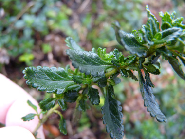 Petites feuilles opposées dotées d'un limbe crénelé porté par un petit pétiole. Agrandir dans une nouvelle fenêtre ou onglet)