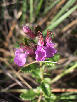 Fleurs roses à pourpres mais parfois blanches. Réunies en verticilles, elles sont presque sessiles et, comme chez tous les <I>teucrium</I>, la lèvre supérieure est tellement petite qu'on a l'impression qu'elle est absente. Agrandir dans une nouvelle fenêtre (ou onglet)