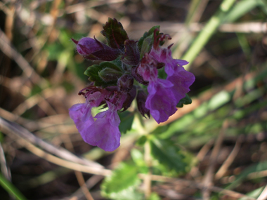 Fleurs roses à pourpres mais parfois blanches. Réunies en verticilles, elles sont presque sessiles et, comme chez tous les <I>teucrium</I>, la lèvre supérieure est tellement petite qu'on a l'impression qu'elle est absente. Agrandir dans une nouvelle fenêtre (ou onglet)