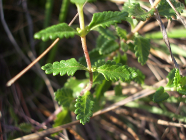 Petites feuilles opposées dotées d'un limbe crénelé porté par un petit pétiole. Agrandir dans une nouvelle fenêtre ou onglet)