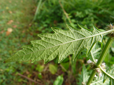 Verso de la feuille. Agrandir dans une nouvelle fenêtre (ou onglet)