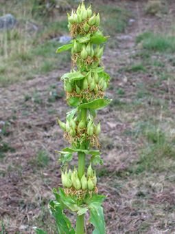 Fruits en forme de capsules dressées et regroupées en verticilles. Agrandir dans une nouvelle fenêtre ou onglet)