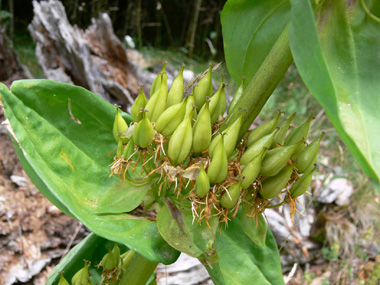 Fruits en forme de capsules dressées et regroupées en verticilles. Agrandir dans une nouvelle fenêtre ou onglet)