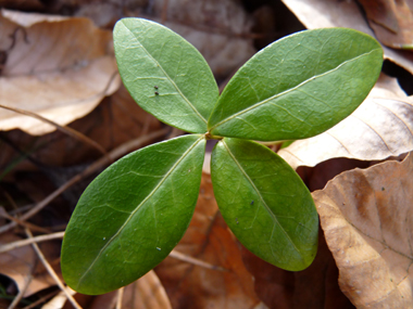 Feuilles opposées coriaces de couleur vert foncé. Ovales-elliptiques, elles sont rétrécies aux 2 bouts. Agrandir dans une nouvelle fenêtre (ou onglet)