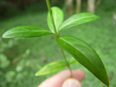 Feuilles opposées coriaces de couleur vert foncé. Ovales-elliptiques, elles sont rétrécies aux 2 bouts. Agrandir dans une nouvelle fenêtre (ou onglet)