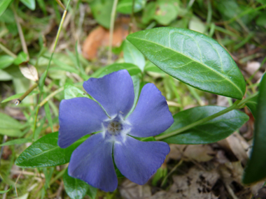 Fleur unique bleu à violet présente au bout d'un long pédoncule. Ses sépales sont courts et glabres. Agrandir dans une nouvelle fenêtre (ou onglet)