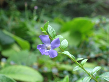 Fleur unique bleu à violet présente au bout d'un long pédoncule. Ses sépales sont courts et glabres. Agrandir dans une nouvelle fenêtre (ou onglet)