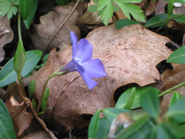 Fleur unique bleu à violet présente au bout d'un long pédoncule. Ses sépales sont courts et glabres. Agrandir dans une nouvelle fenêtre (ou onglet)