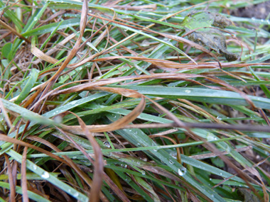 Feuilles rudes au toucher, le plus fréquemment larges de moins de 5 mm. Agrandir dans une nouvelle fenêtre (ou onglet)