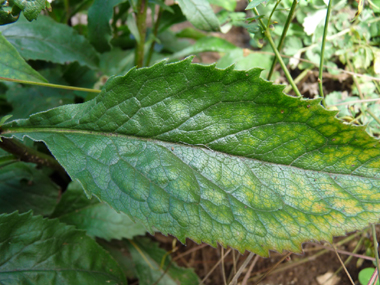 Feuilles alternes dentées et ovales. Agrandir dans une nouvelle fenêtre (ou onglet)