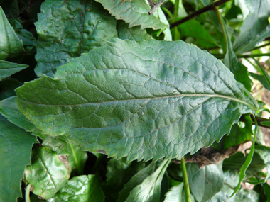 Feuilles alternes dentées et ovales. Agrandir dans une nouvelle fenêtre (ou onglet)