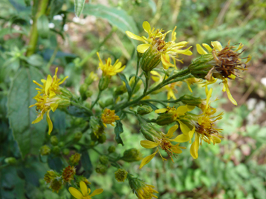 Fleurs jaunes groupées en capitule. Agrandir dans une nouvelle fenêtre ou onglet)