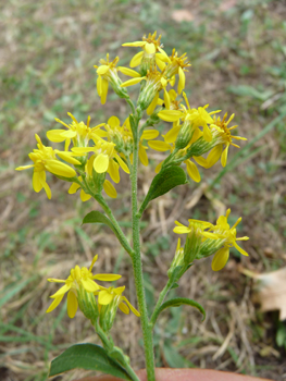 Fleurs jaunes groupées en capitule. Agrandir dans une nouvelle fenêtre ou onglet)