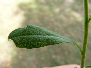 Feuilles alternes dentées et ovales. Agrandir dans une nouvelle fenêtre (ou onglet)