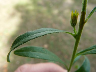 Feuilles alternes dentées et ovales. Agrandir dans une nouvelle fenêtre (ou onglet)