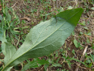 Verso des feuilles. Agrandir dans une nouvelle fenêtre (ou onglet)