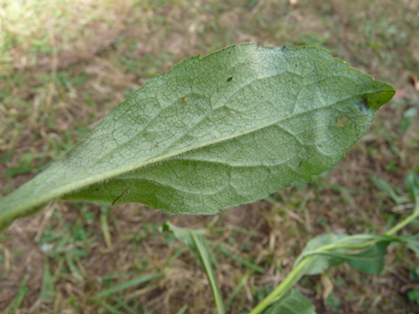 Verso des feuilles. Agrandir dans une nouvelle fenêtre (ou onglet)