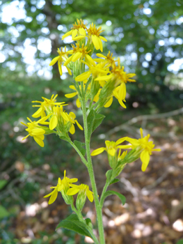 Fleurs jaunes groupées en capitule. Agrandir dans une nouvelle fenêtre ou onglet)