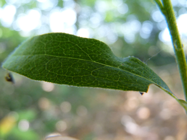 Feuilles alternes dentées et ovales. Agrandir dans une nouvelle fenêtre (ou onglet)