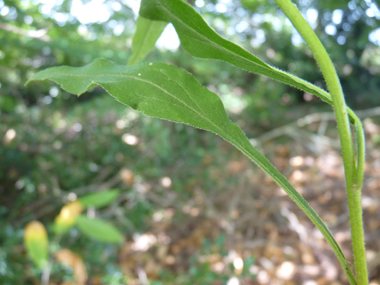 Feuilles alternes dentées et ovales. Agrandir dans une nouvelle fenêtre (ou onglet)