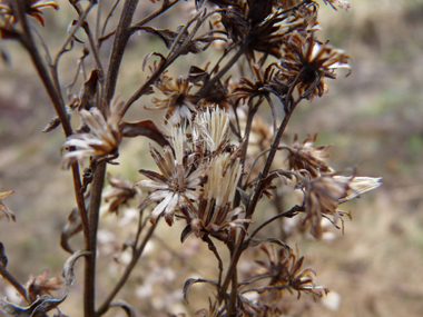 Fleurs sèches au mois de mars. Agrandir dans une nouvelle fenêtre (ou onglet)