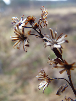 Fleurs sèches au mois de mars. Agrandir dans une nouvelle fenêtre (ou onglet)